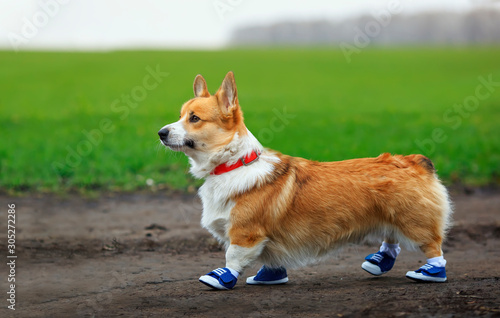 portrait of cute puppy red dog Corgi running on country road in sporty blue sneakers during morning exercise