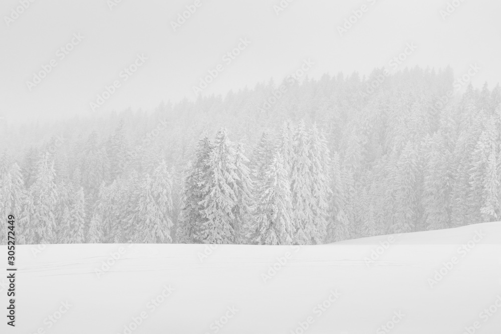 Naklejka premium High-key winter landscape with fir trees in the foothills of Switzerland