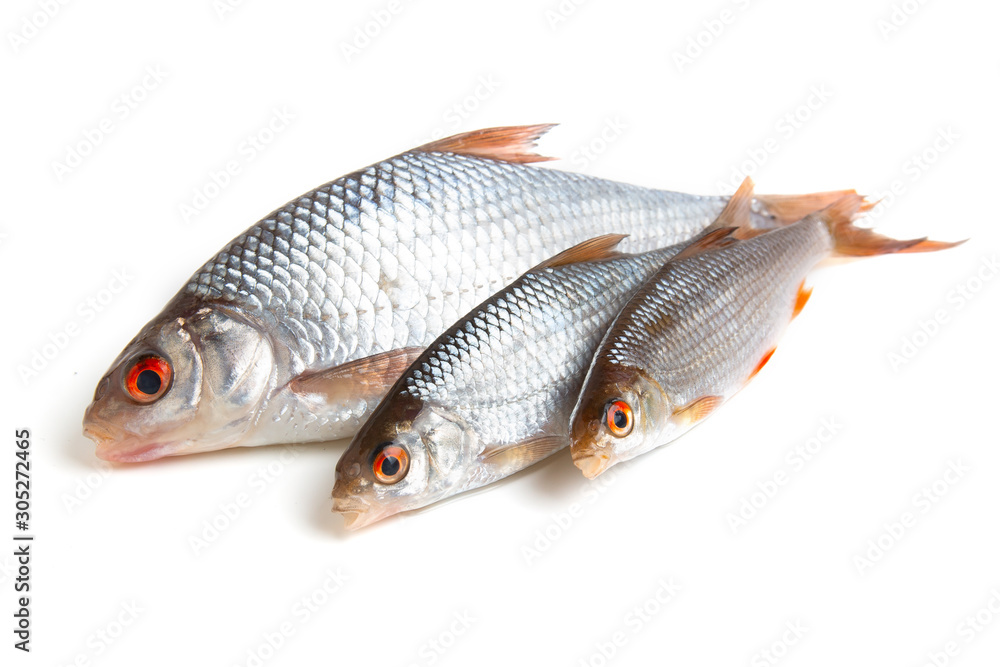 Raw roach fish on a white background Raw roach fish on a white background