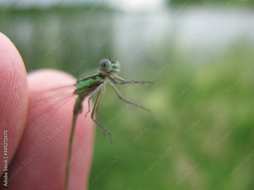 Insect Insect