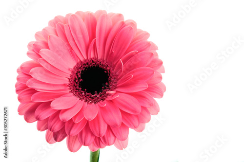 Pink gerbera on white background