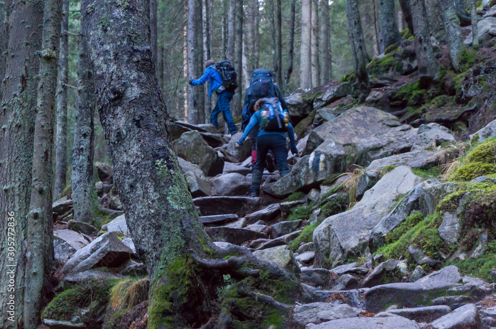 Backpacker in hike in forest. Old tall trees bark with moss Backpacker in hike in forest. Old tall trees bark with moss