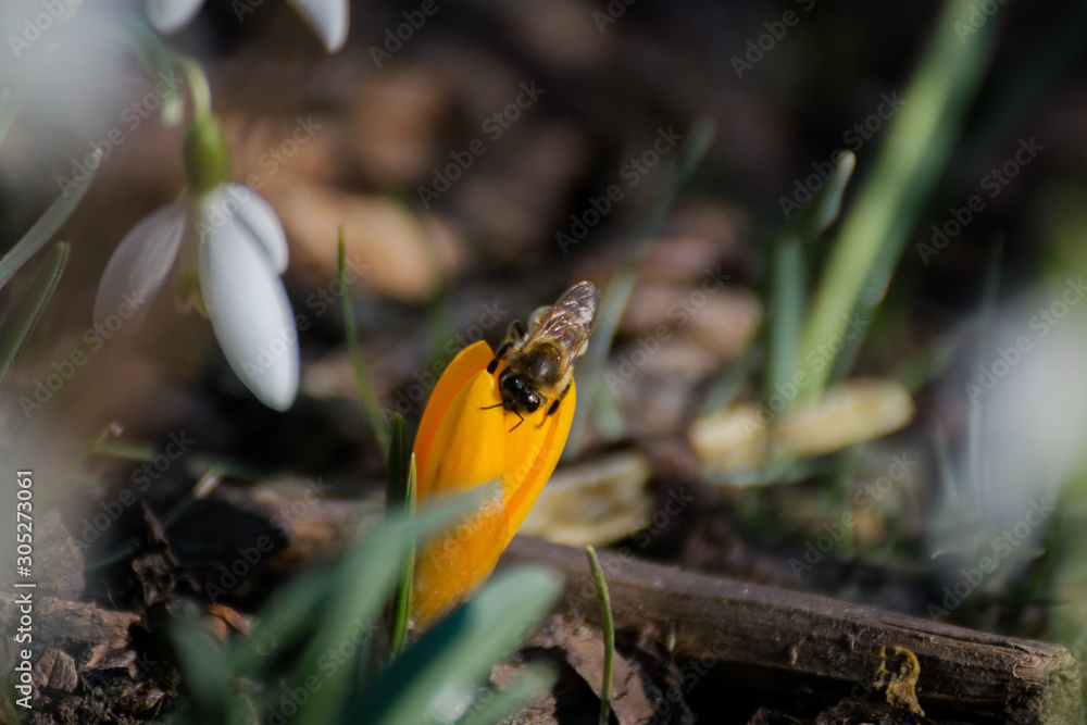 Bee on a flower Bee on a flower