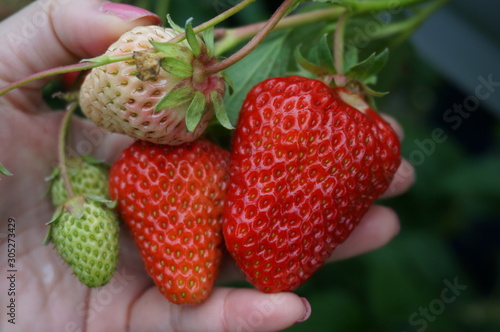 Fresh Strawberry in the hand of gardener.