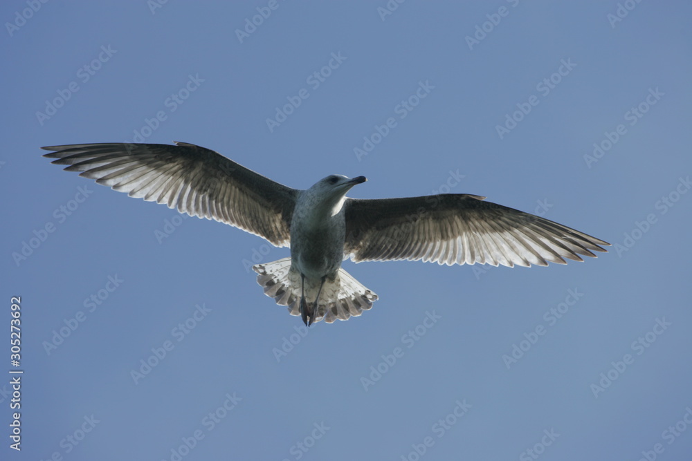 Obraz premium Mouette en Bretagne