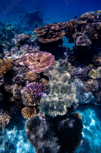 The exotic coral reefs of the Lau Islands in Fiji