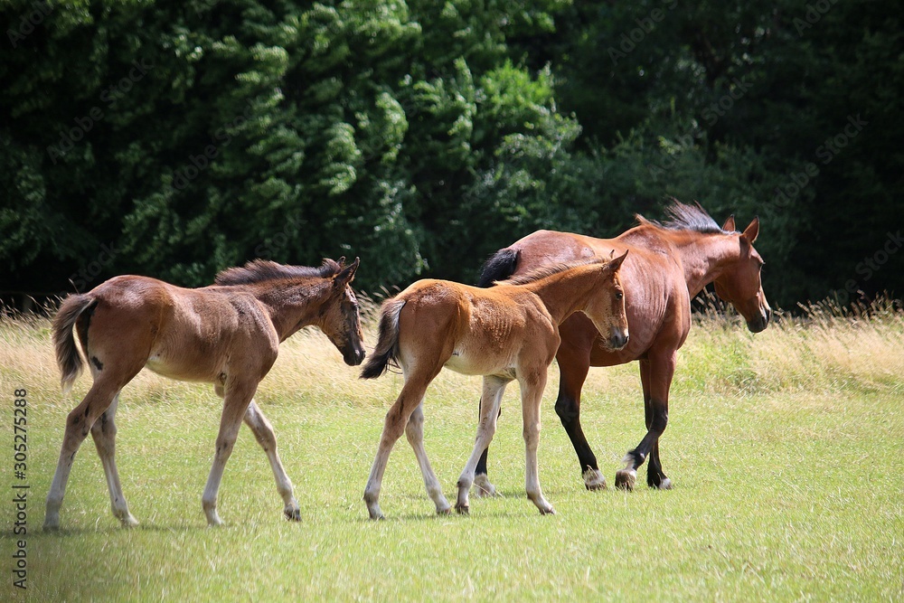brown mother horse with 2 foals is walking on the paddock brown mother horse with 2 foals is walking on the paddock