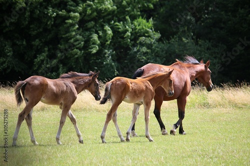 brown mother horse with 2 foals is walking on the paddock