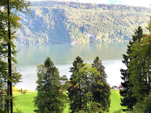 Trees and mixed forests over the Lake Lucerne or Vierwaldstaetersee lake (Vierwaldstattersee) and Alpnachersee Lake, Alpnach - Canton of Obwalden, Switzerland photo