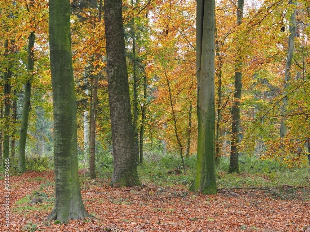 Blätterfall - bunte Buchenbäume im Herbst Blätterfall - bunte Buchenbäume im Herbst