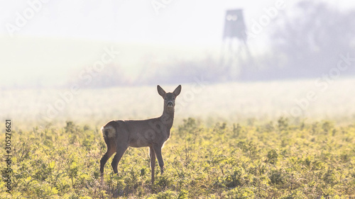 deer on the background of the forest