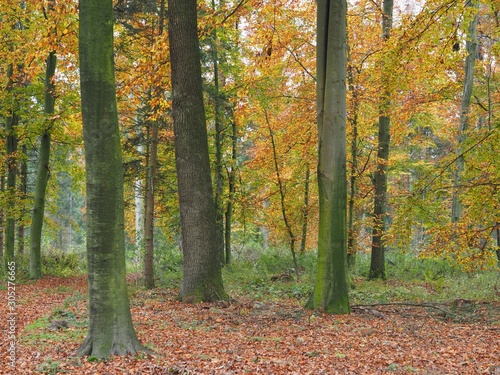 Blätterfall - bunte Buchenbäume im Herbst
