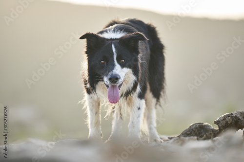 Border collie a la espera de la orden mirando fijamente