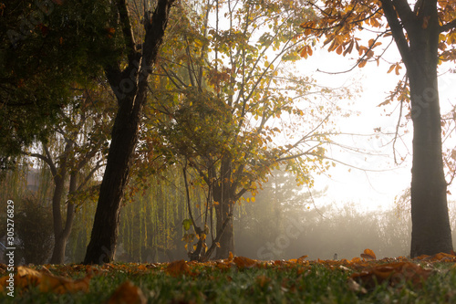 autumn  beautiful seasons  colorful leaves and foggy mornings