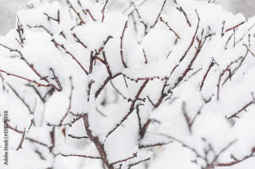 Branches of bush are covered with white snow.