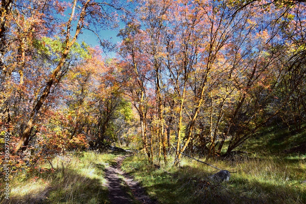 Hiking Trails in Oquirrh, Wasatch, Rocky Mountains in Utah Late Fall with leaves. Panorama forest views backpacking, biking, horseback through trees on the Yellow Fork and Rose Canyon by Salt Lake. 