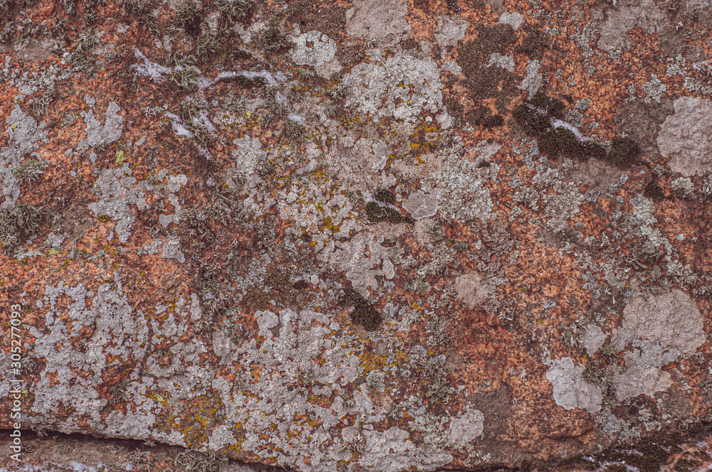 Surface of rock is covered with colorful lichen. Surface of rock is covered with colorful lichen.