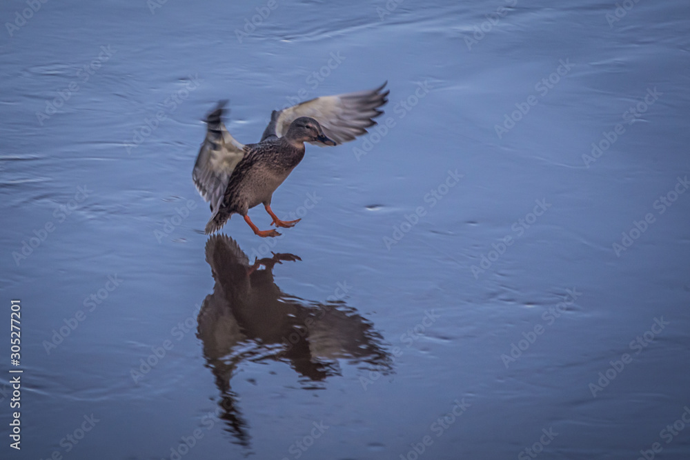 lonely duck beautifully lands on a pond lonely duck beautifully lands on a pond