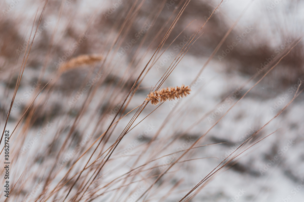 Dry yellow grass under snow on hill. Close-up.
