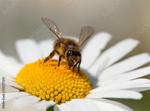 bee or honeybee on white flower of common daisy