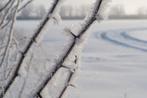 White frost on prickly fragile twig. Close-up.