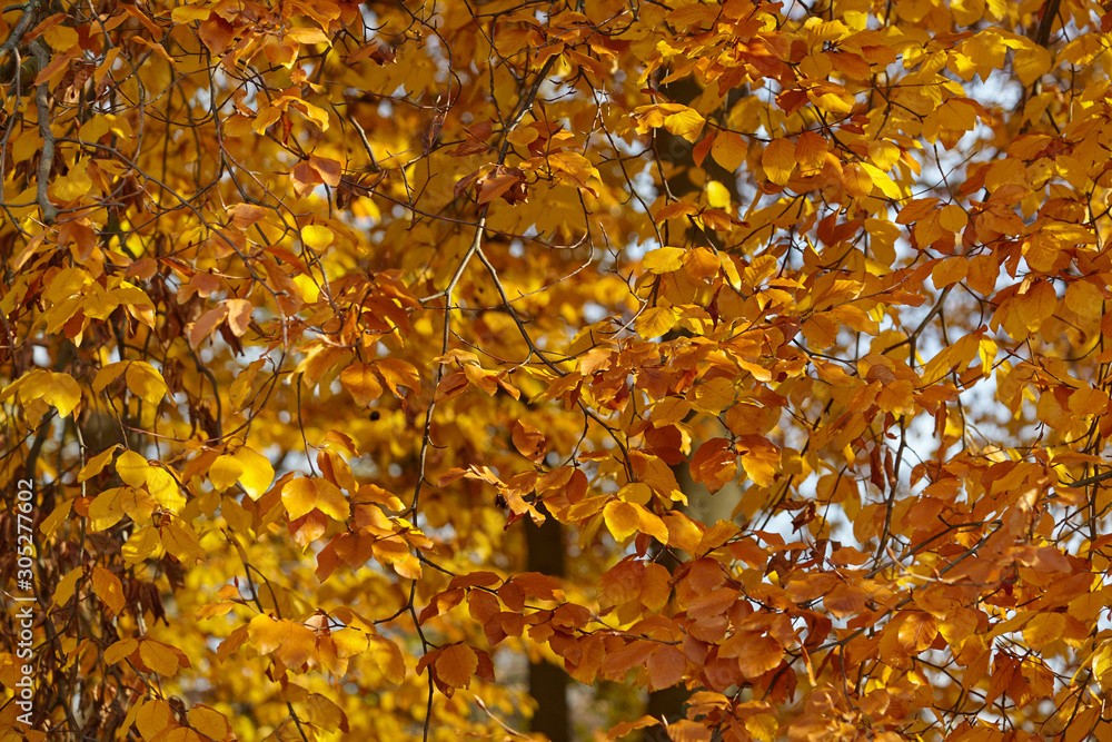 Im Sonnenlicht herbstlich gelb leuchtende Blätter Im Sonnenlicht herbstlich gelb leuchtende Blätter
