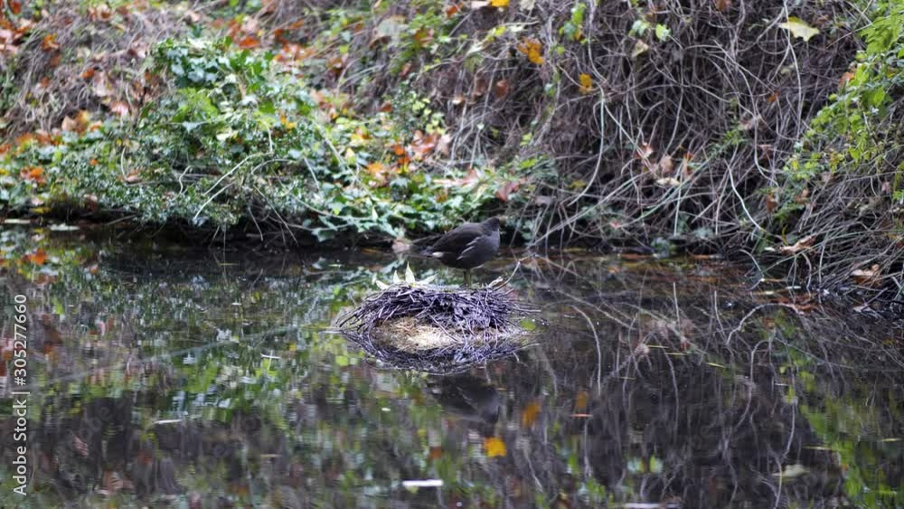 Moorhen sits on little island of hay, New river Walk and other wild life in the city Moorhen sits on little island of hay, New river Walk and other wild life in the city