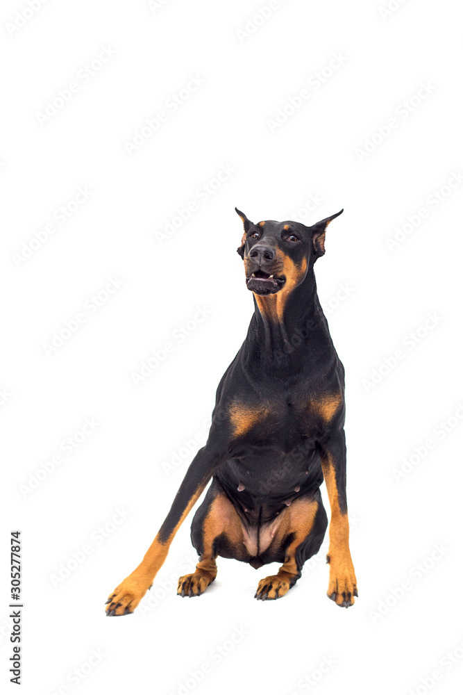 funny doberman dog looking up on a white background funny doberman dog looking up on a white background