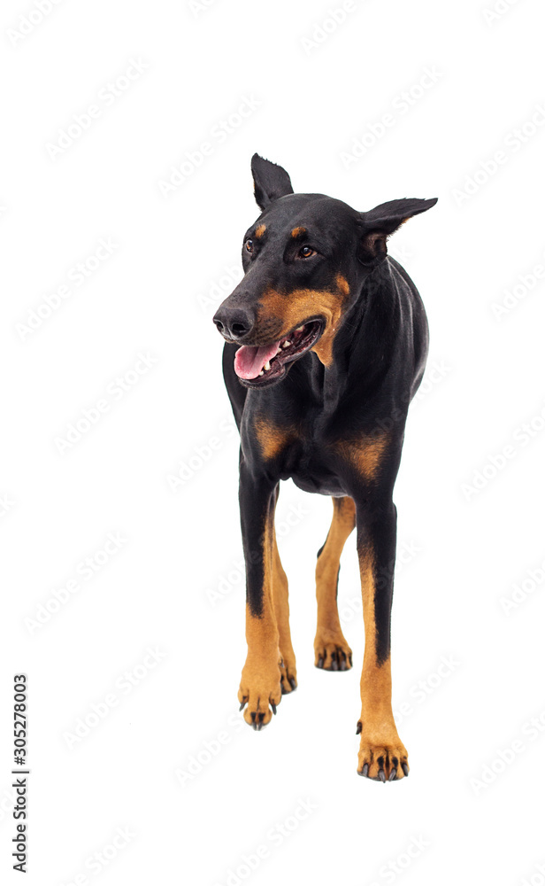 funny doberman dog looking up on a white background