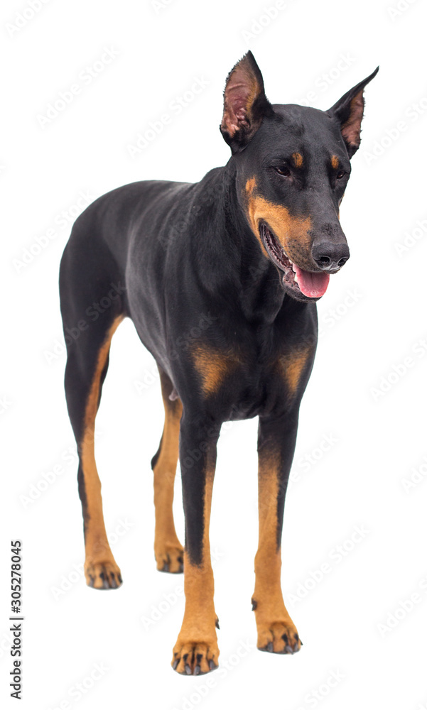 doberman dog looking up on a white background