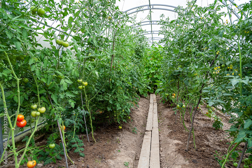 tunnel shaped plastic greenhouse with green tomatos tunnel shaped plastic greenhouse with green tomatos