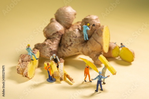 Miniature Workers slicing ginger in little peaces and harvesting the healthy root for further use