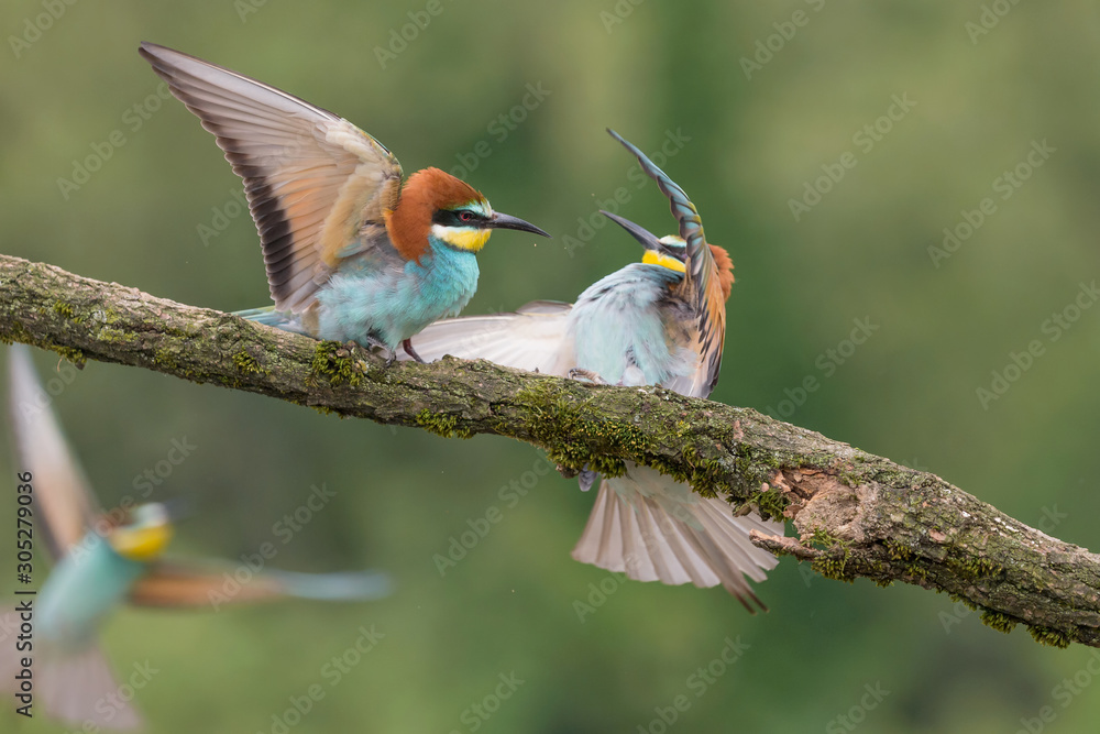 Fototapeta premium Battle between Bee eaeters (Merops apiaster)