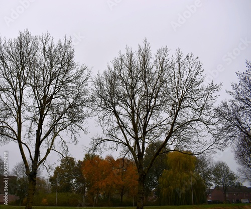 Landscape tree autumn