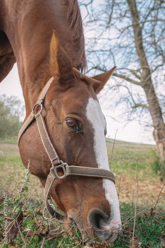 Fototapeta Naklejka Na Ścianę i Meble -  Brown horse close-up while grazing