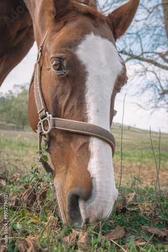 Brown horse close-up while grazing © Peter Kalmar