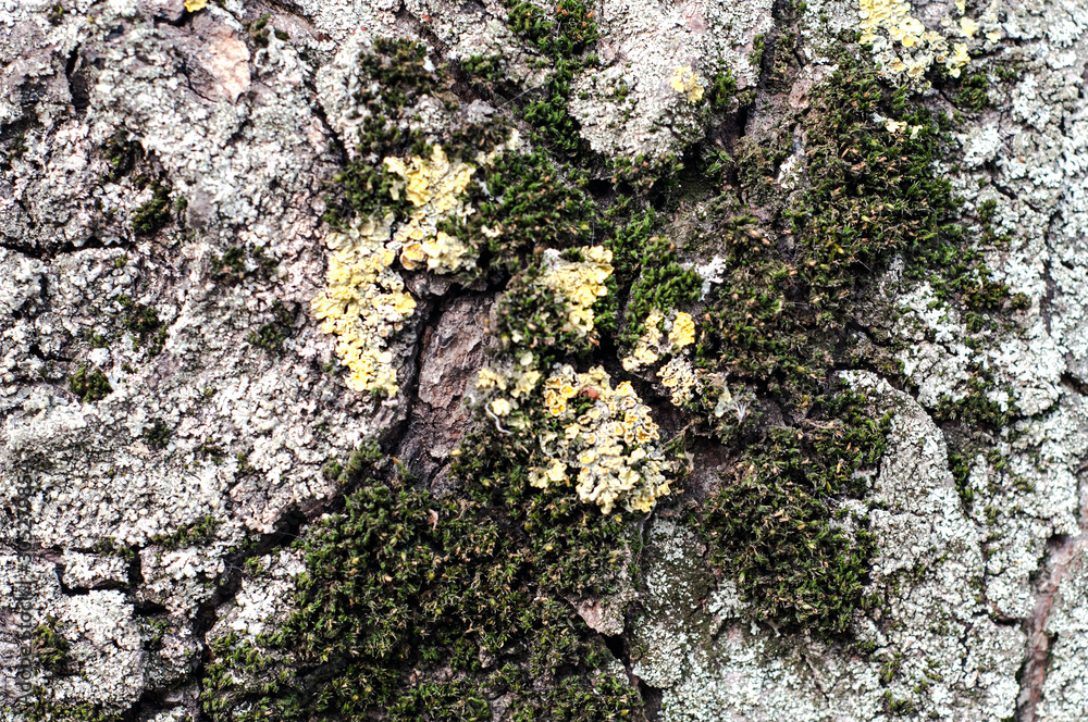Fototapeta premium Yellow and green moss on tree trunk bark close up.