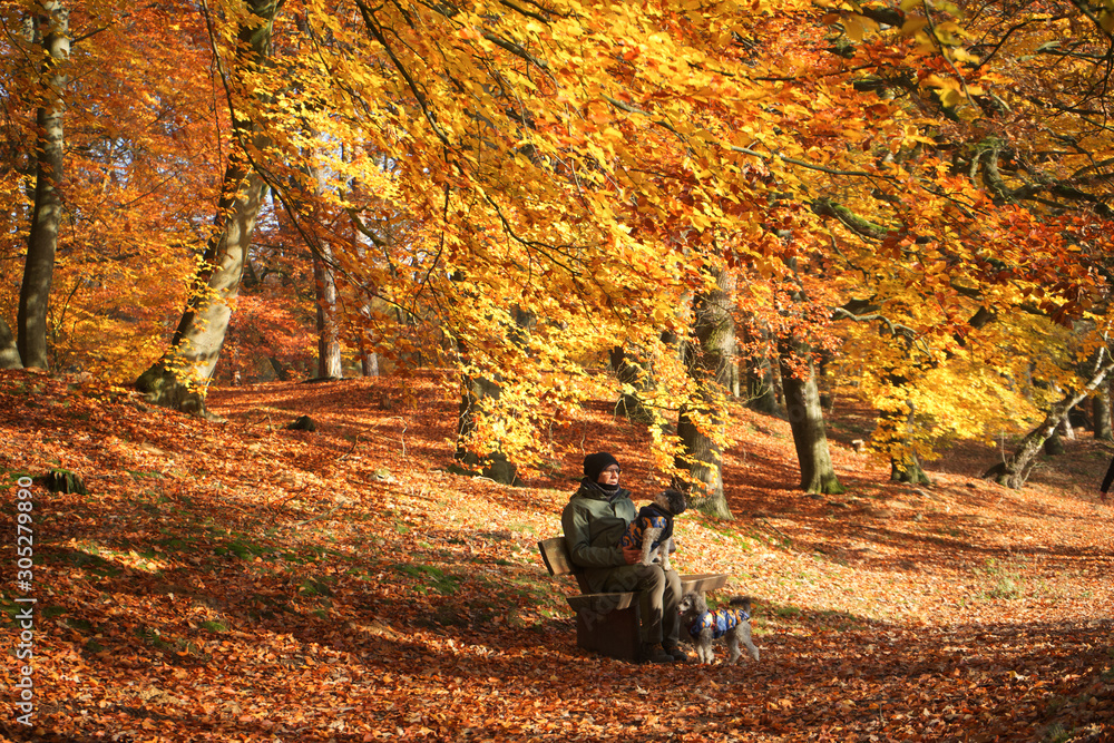 Obraz premium Goldener Herbst