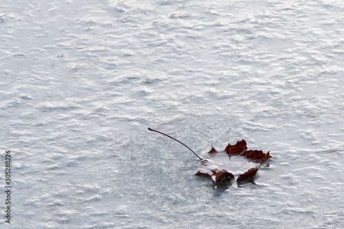 The yellow maple leaf was frozen into the ice on the surface of the water. The first frost, cold snap and low temperatures. A symbol of loneliness and uselessness, forgotten and abandoned. Space for t © Anelo