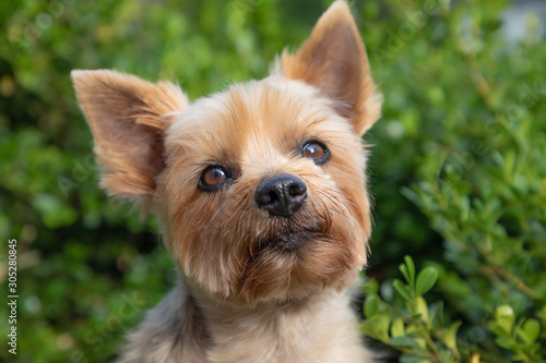 Portrait of Silky Terrier with Green Shrubs in Blurred Background