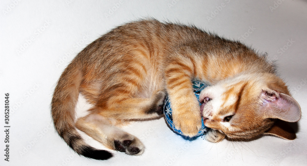 Fototapeta premium Cute auburn kitten on white background playing with Christmas decorations