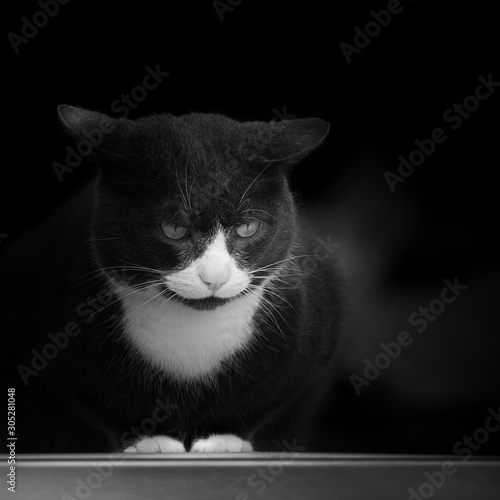 Portrait Hauskatze schwarzweiß