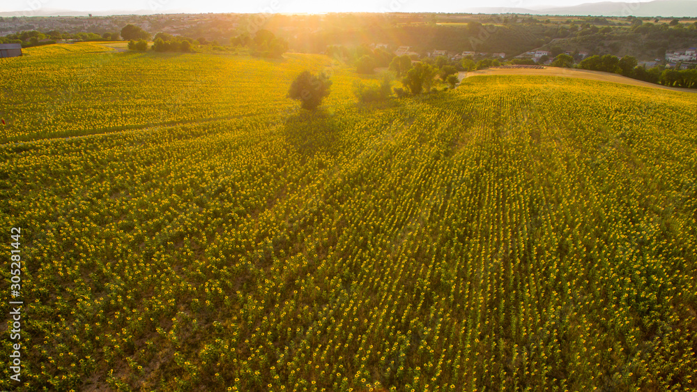 Vue aérienne sur le grand champ de tournesols. Coucher de soleil. Plateau de Valensole, Provence, France.