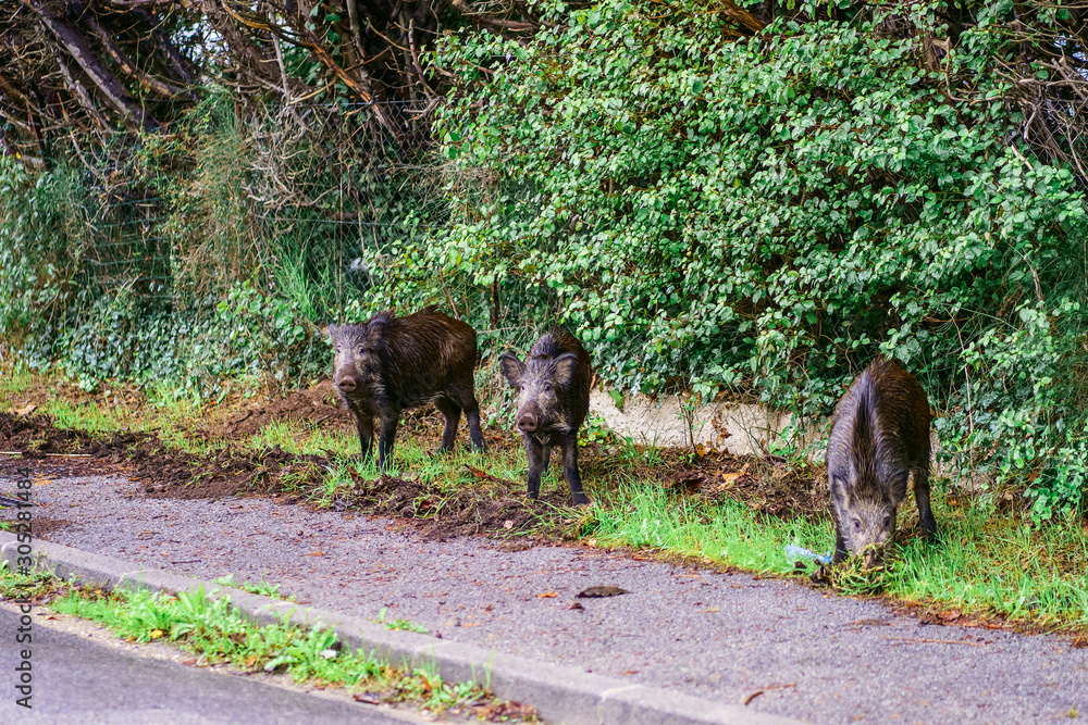 Trois sangliers sauvages sur le trottoir de ville cherche à manger.