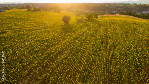 Obraz na płótnie Vue aérienne sur le grand champ de tournesols. Coucher de soleil. Plateau de Valensole, Provence, France. w salonie
