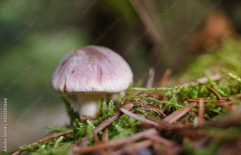 mushroom in the grass mushroom in the grass