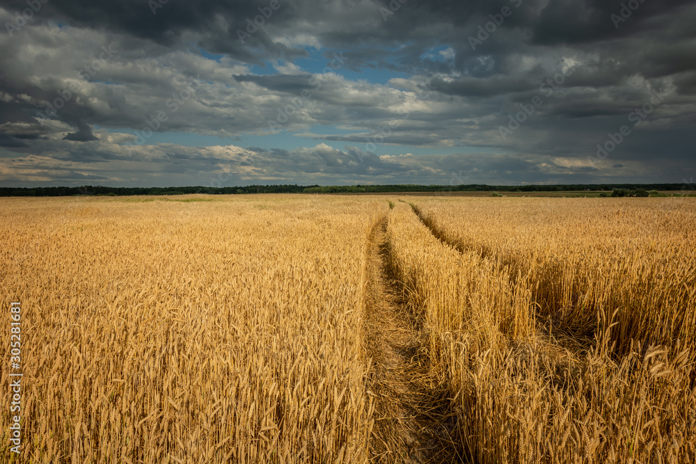 Obraz premium Traces of tractor wheels in the grain, horizon and clouds in the sky