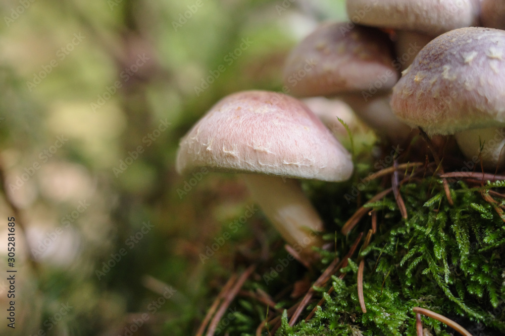 mushroom in the forest mushroom in the forest