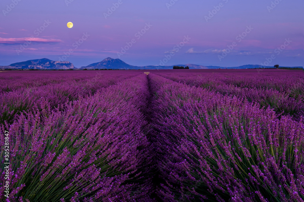 Champ de lavande en fleurs, lever de lune. Plateau de Valensole, Provence, France.