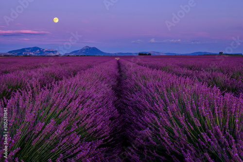 Champ de lavande en fleurs  lever de lune. Plateau de Valensole  Provence  France.